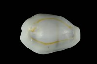 藏品(金環寶螺)的圖片